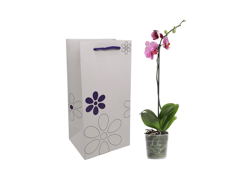 Pungă hârtie MOV PAL pentru flori (ORHIDEE) 16 x 33(H) x 13cm